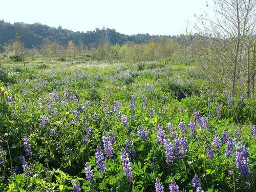 Rio de Los Angeles State Park